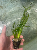 Vallisneria Asiatica Biwaensis_Aquarium Plant For Sale