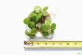 Frog bit_Perfect floater_floating aquarium plant_aquarium plants for sale