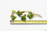 Frog bit_Perfect floater_floating aquarium plant_aquarium plants for sale