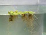 Frog bit_Perfect floater_floating aquarium plant_aquarium plants for sale