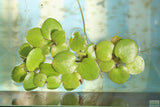 Frog bit_Perfect floater_floating aquarium plant_aquarium plants for sale