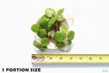 Frog bit_Perfect floater_floating aquarium plant_aquarium plants for sale