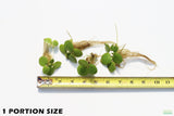 Frog bit_Perfect floater_floating aquarium plant_aquarium plants for sale