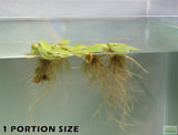 Frog bit_Perfect floater_floating aquarium plant_aquarium plants for sale