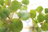 Frog bit_Perfect floater_floating aquarium plant_aquarium plants for sale