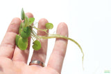 Frog bit_Perfect floater_floating aquarium plant_aquarium plants for sale