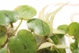 Frog bit_Perfect floater_floating aquarium plant_aquarium plants for sale