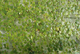 Frog bit_Perfect floater_floating aquarium plant_aquarium plants for sale