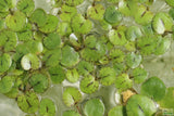 Frog bit_Perfect floater_floating aquarium plant_aquarium plants for sale