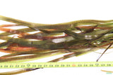 Giant Jungle Val_Vallisneria Americana_Boss Of Planted Tanks_Aquarium Plant For Sale