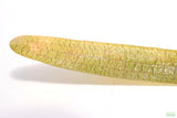 Giant Jungle Val_Vallisneria Americana_Boss Of Planted Tanks_Aquarium Plant For Sale