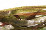 Giant Jungle Val_Vallisneria Americana_Boss Of Planted Tanks_Aquarium Plant For Sale