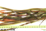 Giant Jungle Val_Vallisneria Americana_Boss Of Planted Tanks_Aquarium Plant For Sale