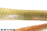 Giant Jungle Val_Vallisneria Americana_Boss Of Planted Tanks_Aquarium Plant For Sale
