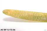 Giant Jungle Val_Vallisneria Americana_Boss Of Planted Tanks_Aquarium Plant For Sale