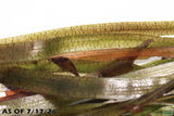 Giant Jungle Val_Vallisneria Americana_Boss Of Planted Tanks_Aquarium Plant For Sale