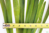 Giant Jungle Val (Vallisneria Americana) "Boss of Planted Tanks"