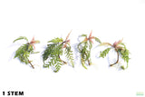 HYGROPHILA PINNATIFIDA_Aquarium Plant for sale