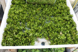 Hygrophila Corymbosa Parawitota_Rugged Aquarium Plant for Sale