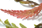 Hygrophila Pinnatifida_Aquarium Plant For Sale
