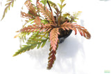 Hygrophila Pinnatifida_Aquarium Plant For Sale