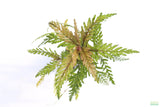 HYGROPHILA PINNATIFIDA_Aquarium Plant for sale