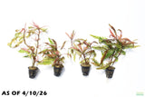 Hygrophila Pinnatifida_Aquarium Plant For Sale