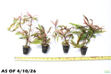 Hygrophila Pinnatifida_Aquarium Plant For Sale