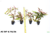 Hygrophila Pinnatifida_Aquarium Plant For Sale