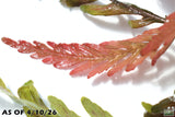Hygrophila Pinnatifida_Aquarium Plant For Sale