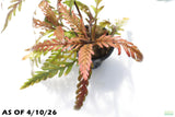 Hygrophila Pinnatifida_Aquarium Plant For Sale