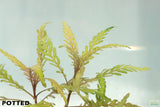 Hygrophila Pinnatifida