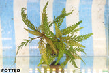 Hygrophila Pinnatifida