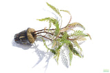 Hygrophila Pinnatifida_Aquarium Plant For Sale