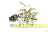 Hygrophila Pinnatifida_Aquarium Plant For Sale