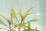 Hygrophila Pinnatifida_Aquarium Plant For Sale