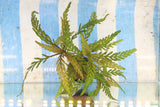 Hygrophila Pinnatifida_Aquarium Plant For Sale