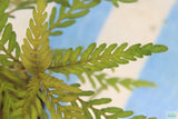Hygrophila Pinnatifida_Aquarium Plant For Sale