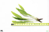 Java Fern XL_Extra Large_Huge_Aquarium Plant For Sale