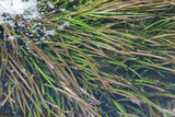 Vallisneria Spiralis Leopard_Easy Background Aquarium Plant For Sale