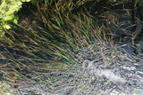 Vallisneria Spiralis Leopard_Easy Background Aquarium Plant For Sale