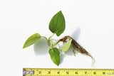 Lizard Tongue_Pond Plant_Aquarium plant for sale