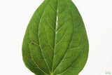 Lizard Tongue_Pond Plant_Aquarium plant for sale