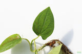 Lizard Tongue_Pond Plant_Aquarium plant for sale