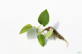 Lizard Tongue_Pond Plant_Aquarium plant for sale