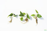 Lizard Tongue_Pond Plant_Aquarium plant for sale