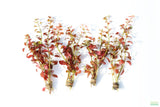 Ludwigia Big Leaf Dark_Aquarium Plant For Sale