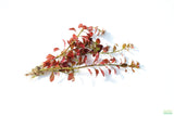Ludwigia Big Leaf Dark_Aquarium Plant For Sale