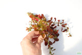 Ludwigia Big Leaf Dark_Aquarium Plant For Sale