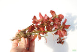 Ludwigia Big Leaf Dark_Aquarium Plant For Sale